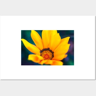 Close-up of a gazania flower Posters and Art